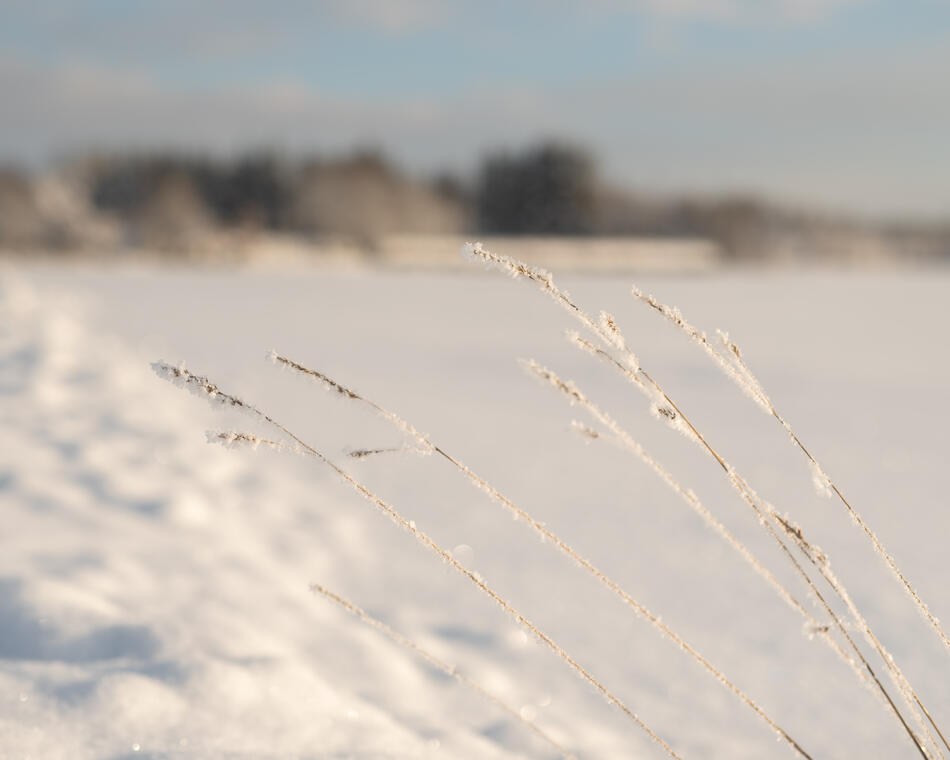 Kõrred põllul, talv
