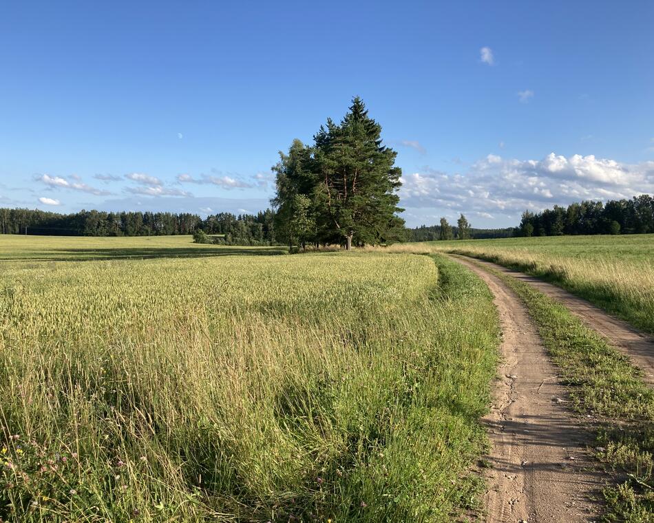 Põld ja mets, kuused silmapiiril