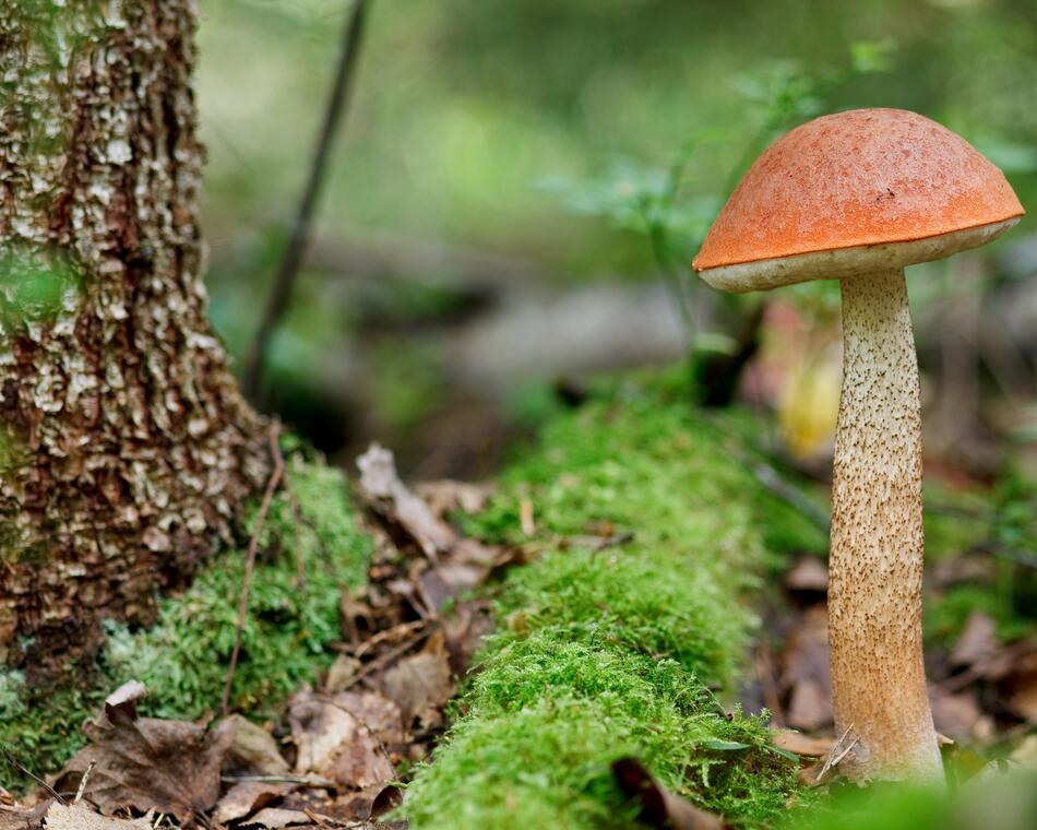 Puravik metsas
